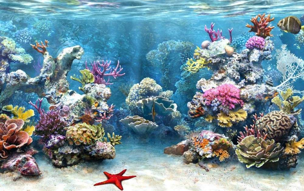 Hệ Sinh Thái Vịnh Hạ Long